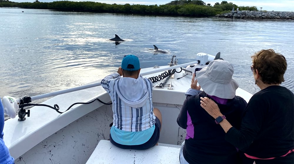 Dolphins as seen on a Daytona Beach eco-tour